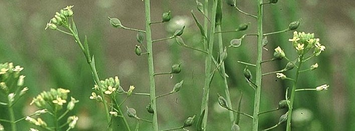 Aceite de Camelina: fuente de Omega 3 y un seguro de vida para el corazón